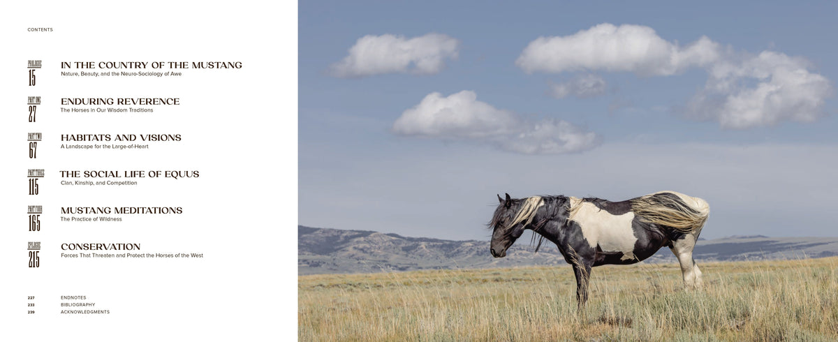 Wild Horse Effect