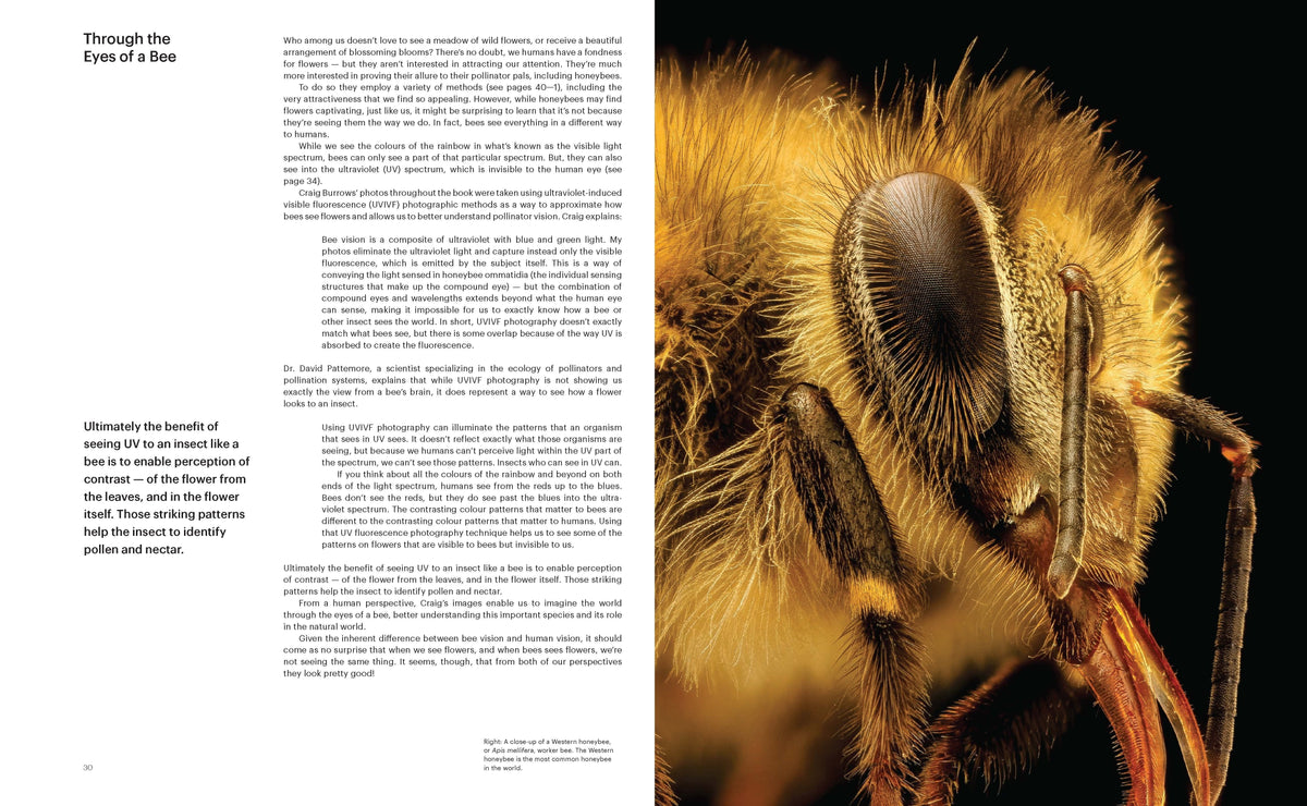 What the Bees See