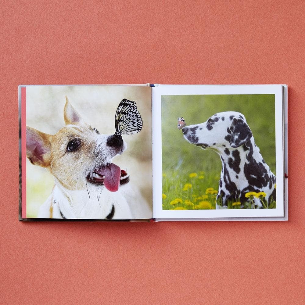 Cute Animals for Hard Times