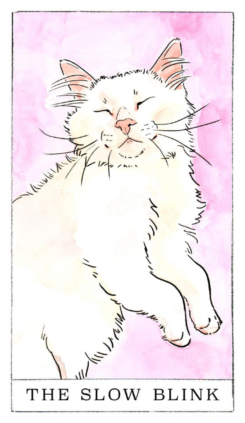 Kitten Oracle