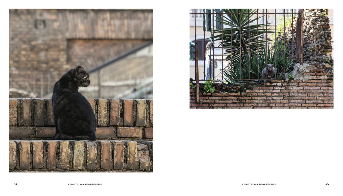 Cats of Rome