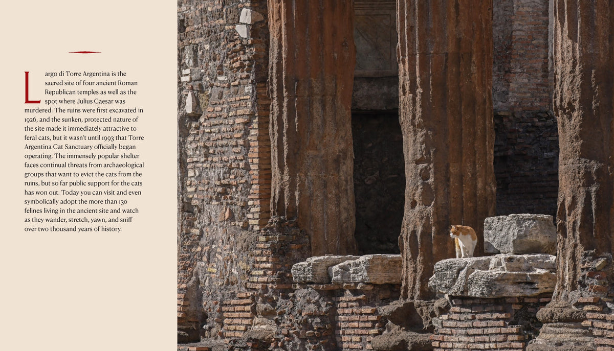 Cats of Rome