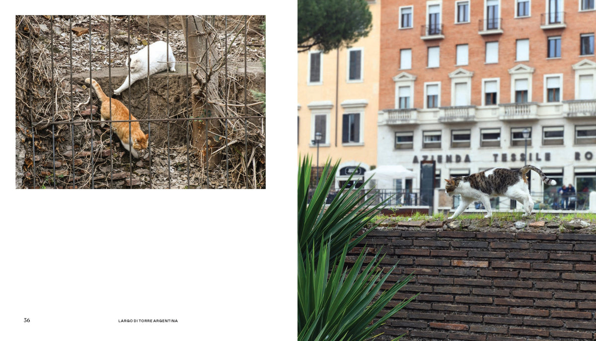 Cats of Rome