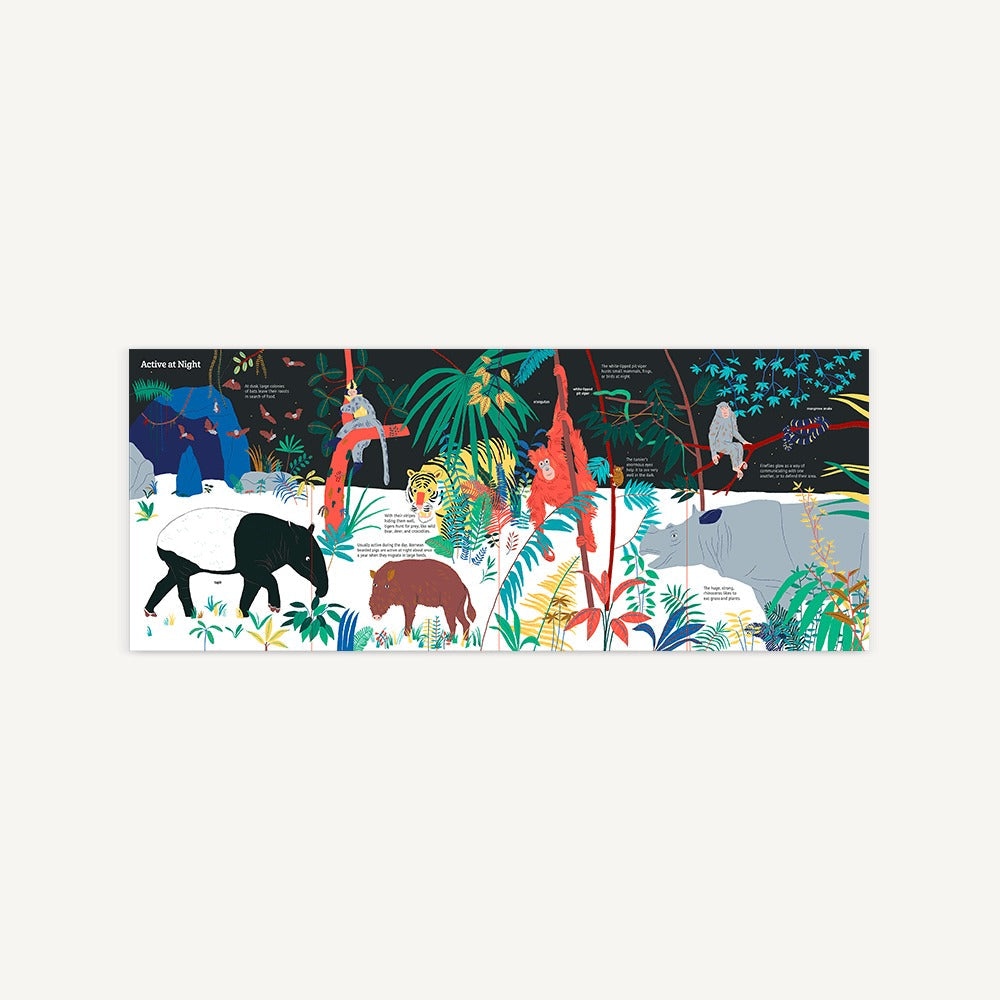 Ultimate Spotlight: Rain Forest Animals