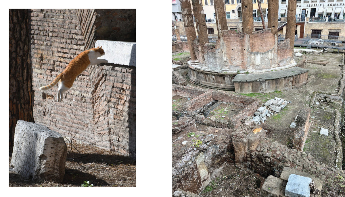 Cats of Rome