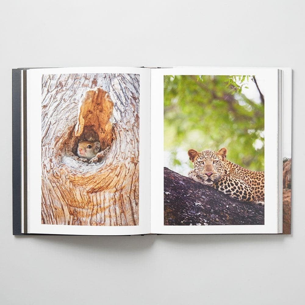 The Black Leopard