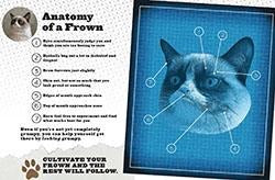 Grumpy Cat