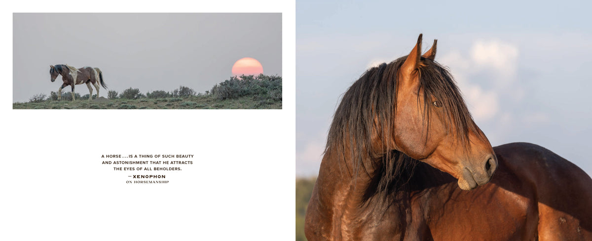 Wild Horse Effect