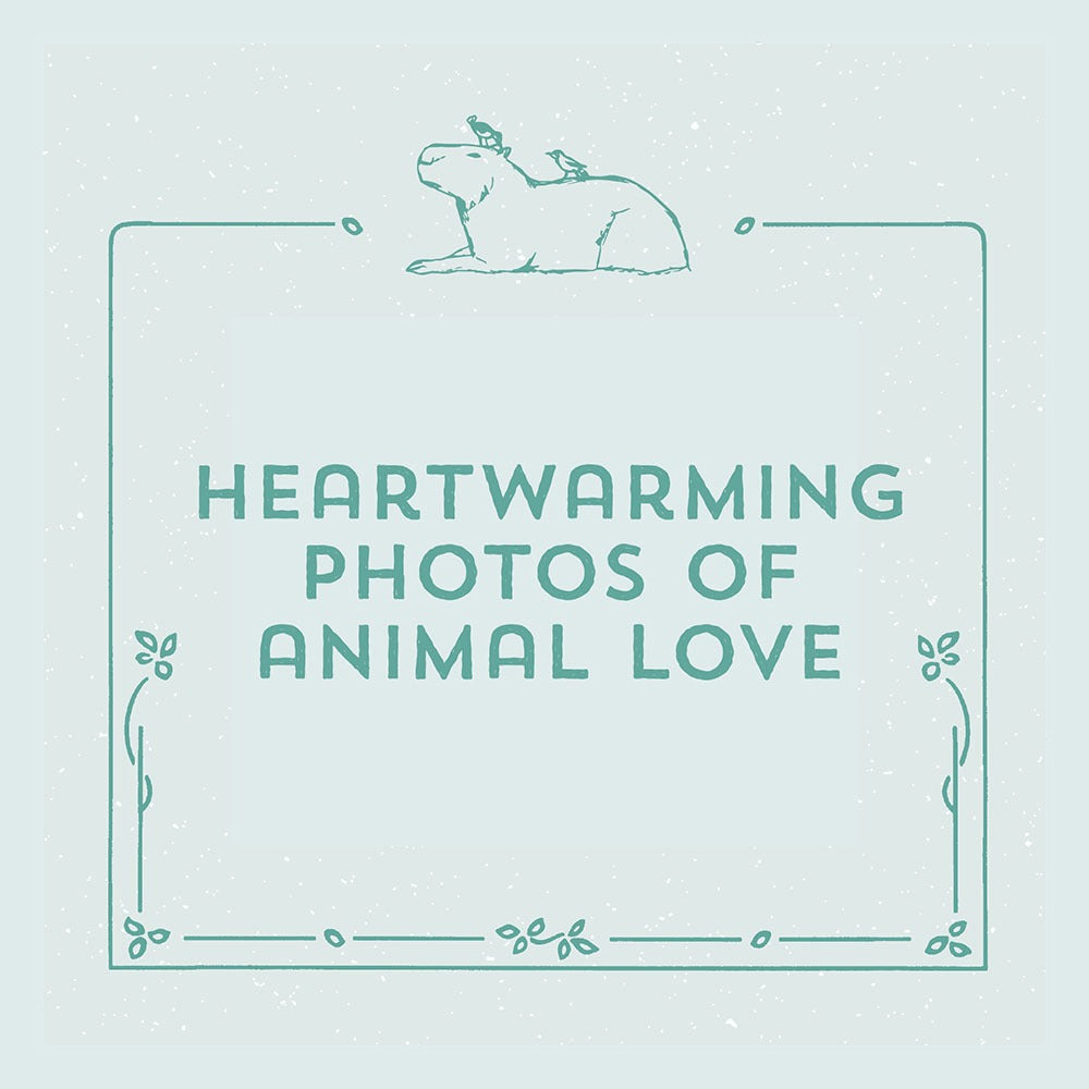 You're a Good Friend Capybara