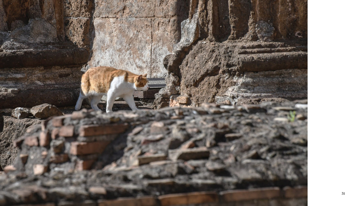 Cats of Rome