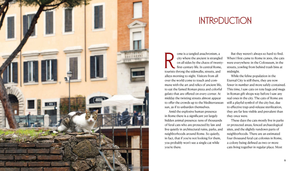 Cats of Rome